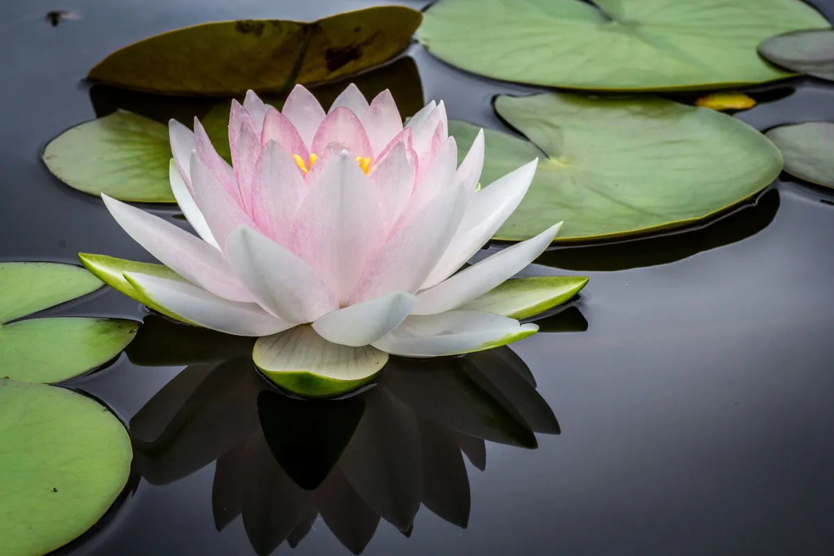 Demystifying the Mysteries of Kundalini